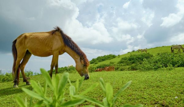 La steppe verte utilisée comme pâturage pour chevaux par les autochtones.