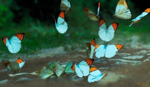 Weiße, blaue, dann gelbe Schmetterlingsflügel … schweben im wunderschönen Sonnenlicht, wie in einer magischen Welt.