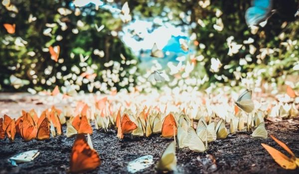 Nam Cat Tiên es el hogar de más de 450 especies de mariposas