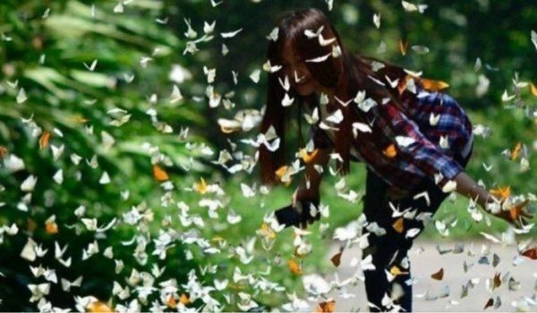 Las mariposas en el parque nacional no son tan tímidas como siempre