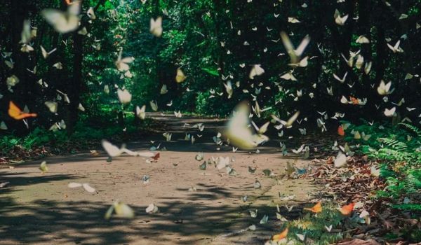 Mariposas en Nam Cat Tien