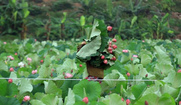 Quang An es una vasta región productora de loto en Hanoi y también el lugar de nacimiento del famoso arte de hacer té con aroma a loto.