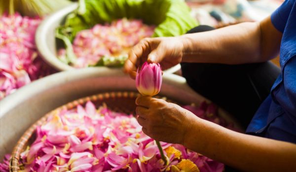 La gente separa los estambres de las flores frescas para recoger las anteras blancas de la parte superior para darle sabor al té.