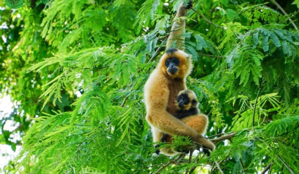 Une femelle gibbon à joues jaunes avec son petit, perchée sur une branche au parc national de Cát Tiên, entourée de feuillage tropical.