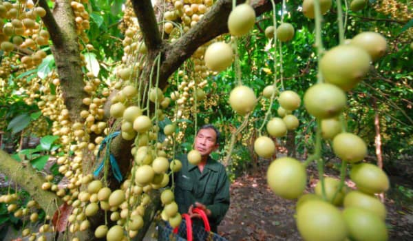 Agriculteur récoltant des fruits bòn bon (lansat) dans un verger tropical à Cần Thơ, Vietnam.